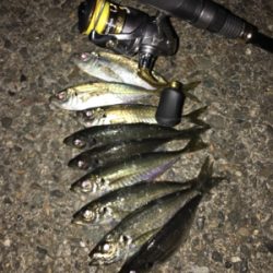 福井県アジング