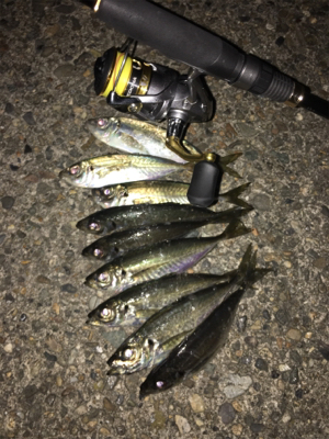 福井県アジング