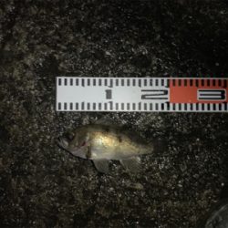 サワラとメバルGET