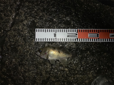 サワラとメバルGET