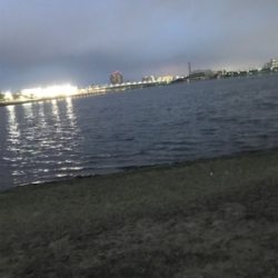 バイブレーションキビレ連日!