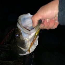 久しぶりのシーバス