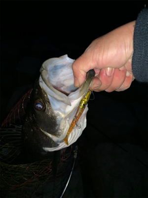 久しぶりのシーバス