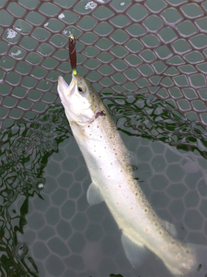 エリアトラウト