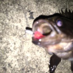 久し振りにメバルの顔が見れました