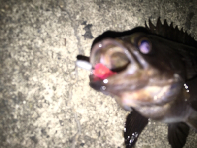 久し振りにメバルの顔が見れました