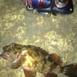 メバル、ガシラに癒される(^.^)