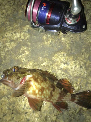 メバル、ガシラに癒される(^.^)