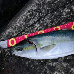 朝マズメメジロ