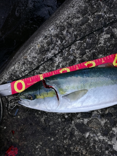 朝マズメメジロ