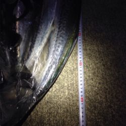 小さなナブラが各所で‼︎