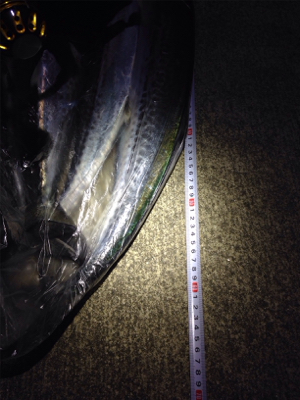 小さなナブラが各所で‼︎