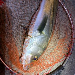 アジングでシーバス