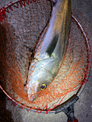 アジングでシーバス