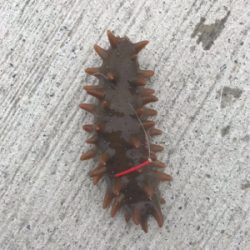 投げ釣り&稚鮎釣り