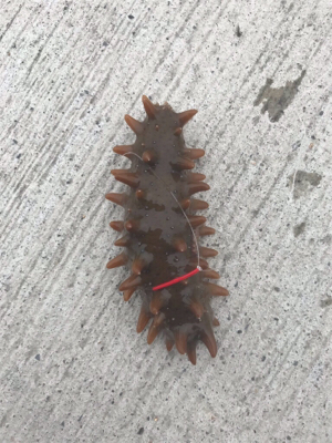 投げ釣り&稚鮎釣り