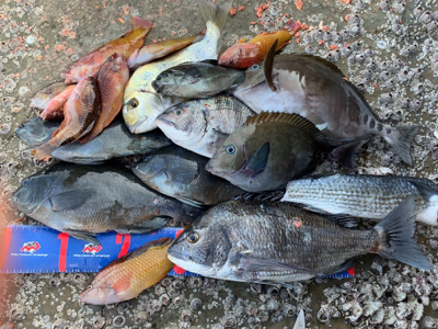 四万十市 沖磯 フカセ釣り