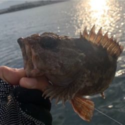 VJにナイスガシラ&シーバス二本