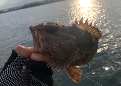 VJにナイスガシラ&シーバス二本