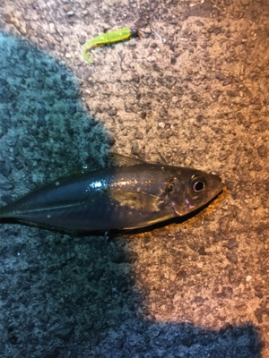 アジングのはずが