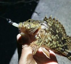 2019年3月24日in岐志漁港