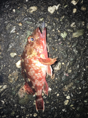 アジングとサビキ