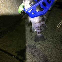 パッとしないサイズ…