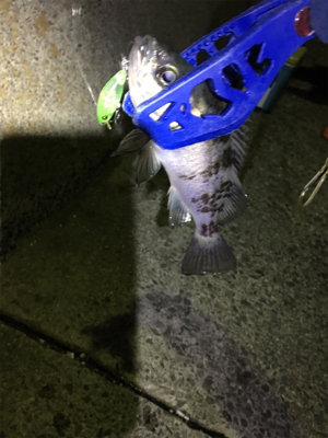 パッとしないサイズ…