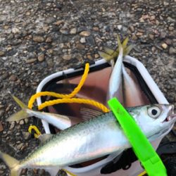 サバサバサバサバサバゲー