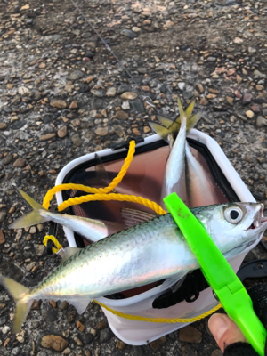 サバサバサバサバサバゲー