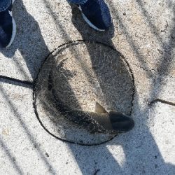 バイブレーションでチヌ