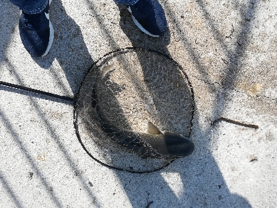 バイブレーションでチヌ