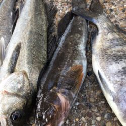 エビ撒き 活性高い!