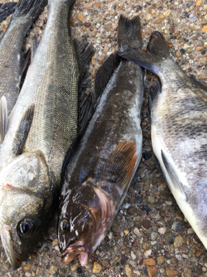 エビ撒き 活性高い！