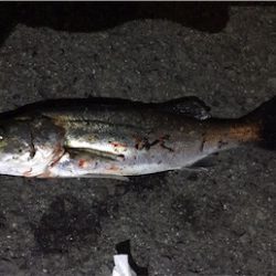 シーバスゲーム