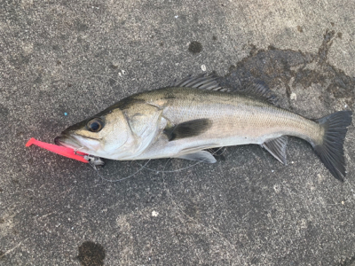 シーバス！船際リベンジ！