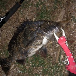 チヌが釣れました