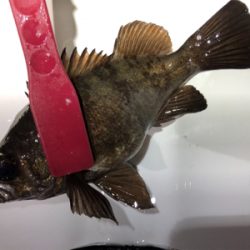 釣れるまで粘ってみる