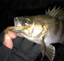 春告メバルに会えました