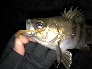 春告メバルに会えました