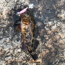 BIGガシラGET (^^)v