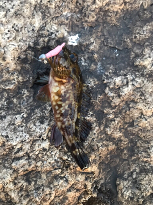 BIGガシラGET (^^)v