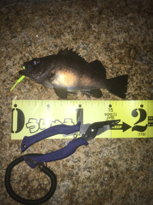 シャローメバリングゲーム☆GUNNING-…