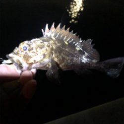 ガシラ1匹ゲット