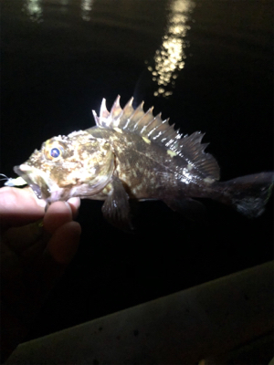 ガシラ1匹ゲット