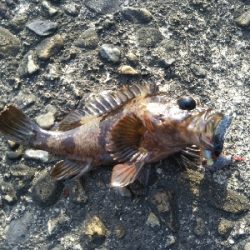 やはり穴釣りは手堅い!