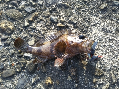 やはり穴釣りは手堅い!