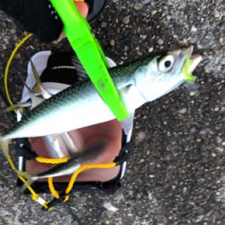 短時間サバサバサバっ！