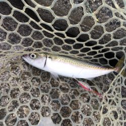 ウルトラライトショアジギング!