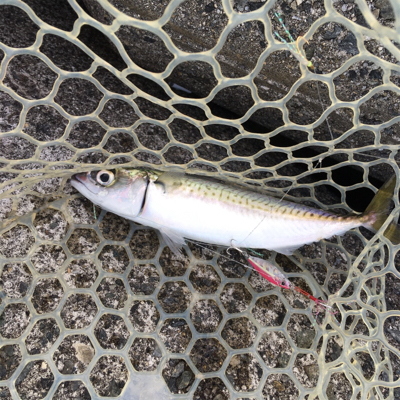 ウルトラライトショアジギング！